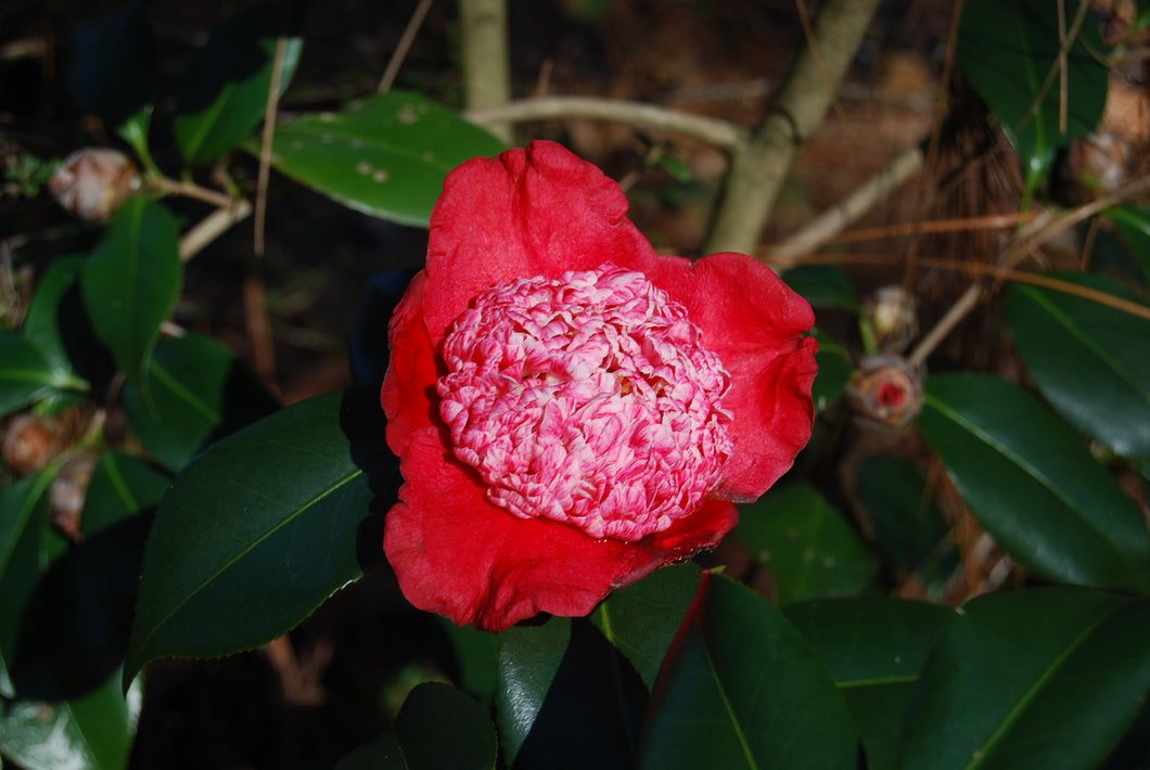 Camellia japonica 'Kumagai Nagoya'