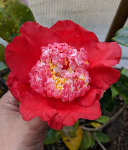 Camellia japonica 'Kumagai Nagoya'