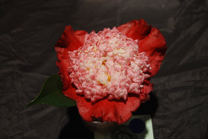 Camellia japonica 'Kumagai Nagoya'