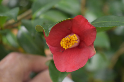 Camellia japonica 'Korean Fire'