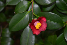 Camellia japonica 'Korean Fire'