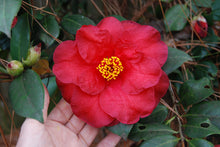 Camellia japonica 'Lady in Red'