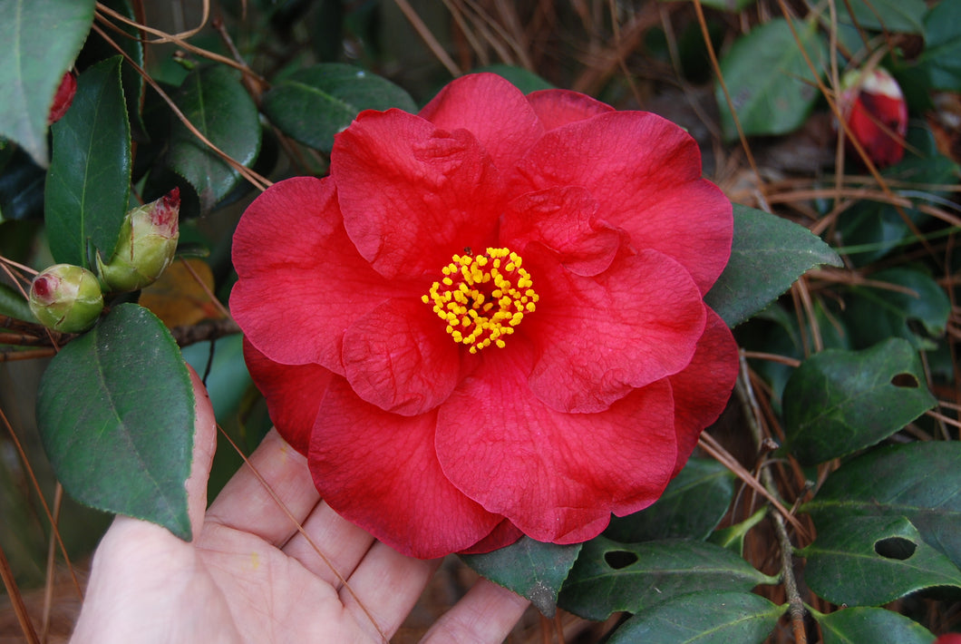 Camellia japonica 'Lady in Red'