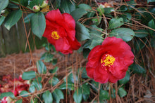 Camellia japonica 'Lady in Red'