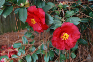 Camellia japonica 'Lady in Red'