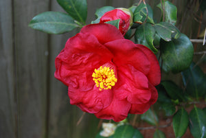 Camellia japonica 'Lady in Red'