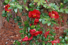 Camellia japonica 'Lady in Red'
