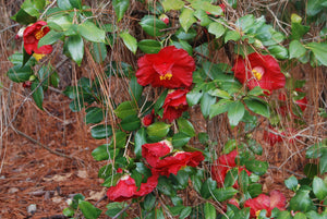 Camellia japonica 'Lady in Red'