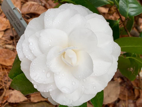 Camellia japonica 'Nuccio's Gem'