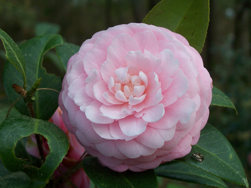 Camellia japonica 'Pink Perfection' – Nurseries Caroliniana