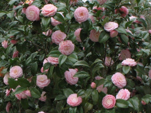 Camellia japonica 'Pink Perfection'