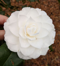 Camellia japonica 'Sea Foam'