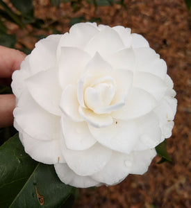 Camellia japonica 'Sea Foam'