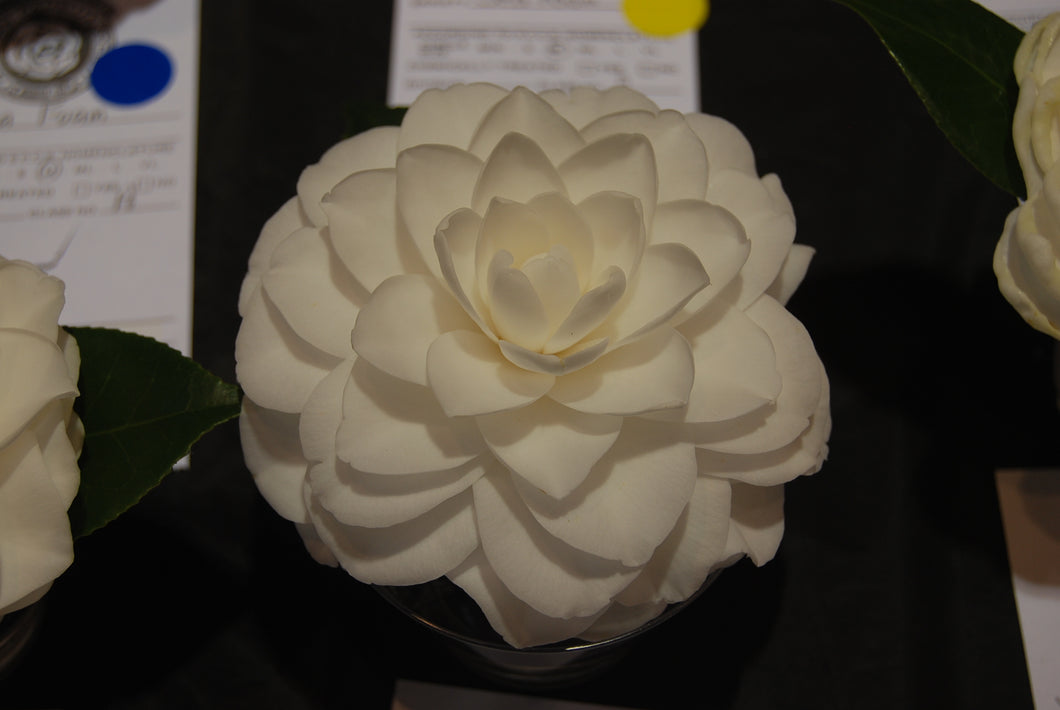 Camellia japonica 'Sea Foam'