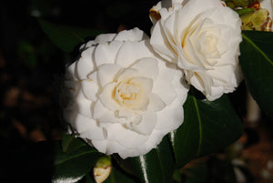 Camellia japonica 'Sea Foam'