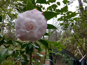 Camellia japonica 'Stephens Garden'