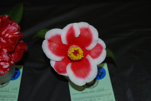 Camellia japonica 'Tama-no-Ura'