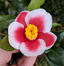 Camellia japonica 'Tama-no-Ura'