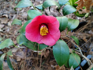 Camellia japonica 'Unryu'