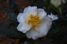 Camellia japonica 'White Empress'