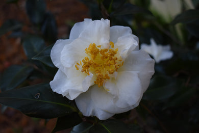 Camellia japonica 'White Empress'