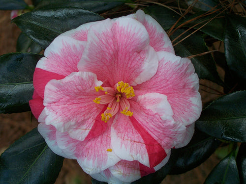 Camellia japonica 'Yours Truly'