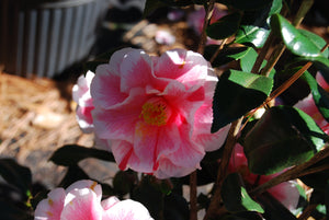 Camellia japonica 'Yours Truly'