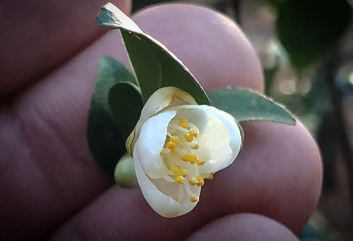 Camellia parvilimba