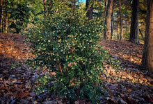 Camellia parvilimba