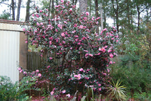 Camellia sasanqua 'Bert Jones'