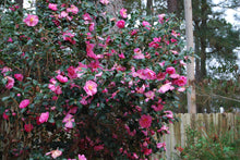 Camellia sasanqua 'Bert Jones'