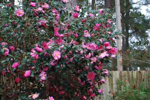 Camellia sasanqua 'Bert Jones'