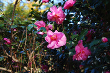 Camellia sasanqua 'Bert Jones'