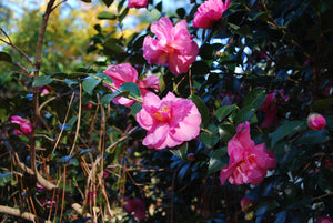 Camellia sasanqua 'Bert Jones'