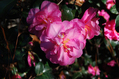 Camellia sasanqua 'Bert Jones'