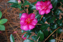 Camellia sasanqua 'Kanjiro'
