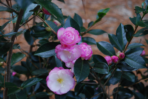 Camellia sasanqua 'Leslie Ann'