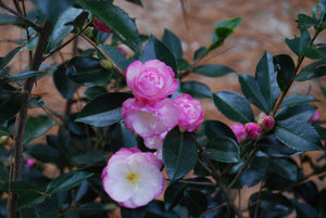 Camellia sasanqua 'Leslie Ann'