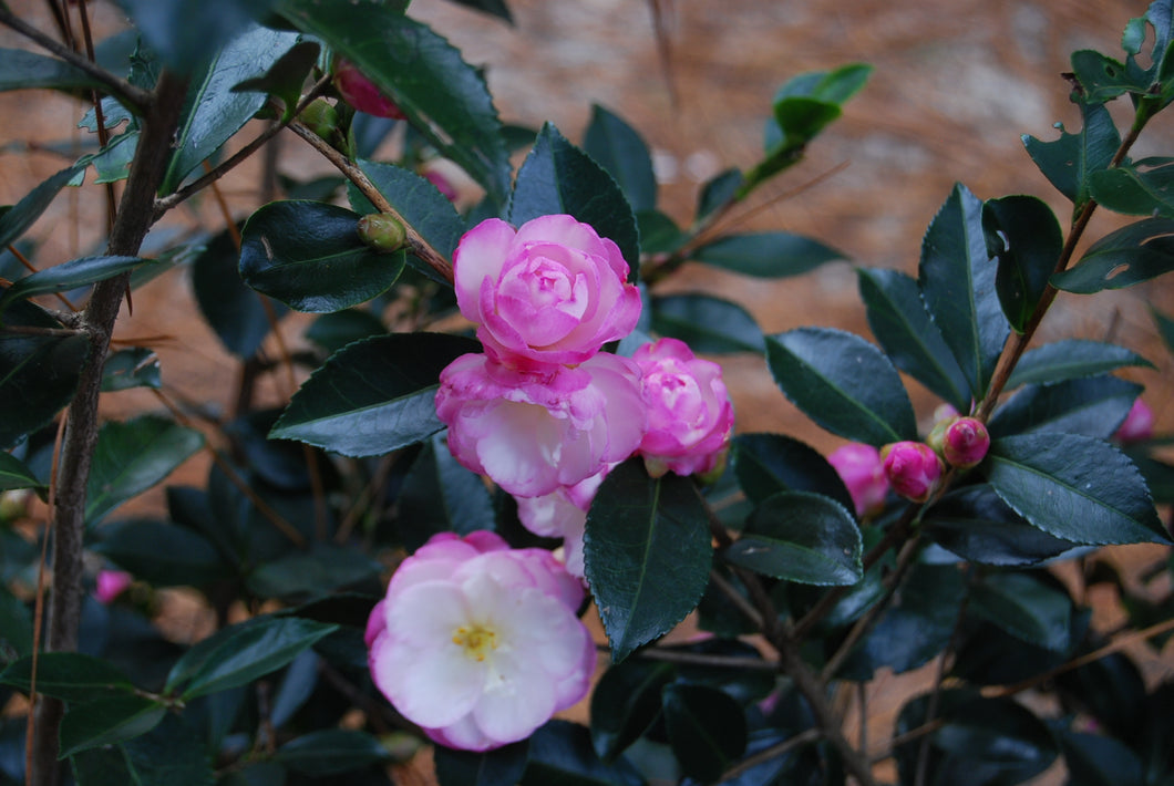 Camellia sasanqua 'Leslie Ann'