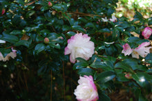 Camellia sasanqua 'Little Pearl'