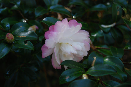 Camellia sasanqua 'Little Pearl'
