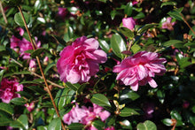 Camellia sasanqua 'Chansonette'