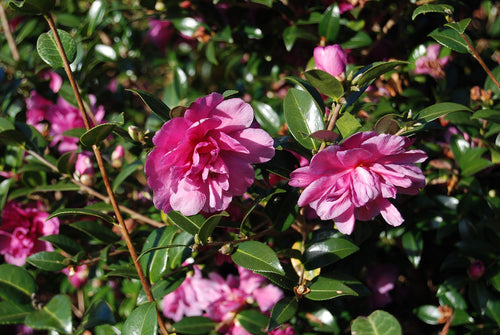 Camellia sasanqua 'Chansonette'