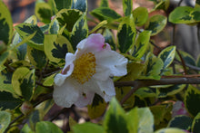 Camellia sasanqua 'Golden Phoenix'