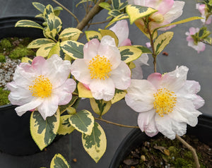 Camellia sasanqua 'Golden Phoenix'