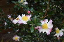 Camellia sasanqua 'Hinode-gumo'