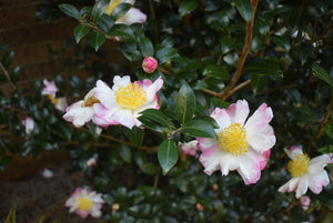 Camellia sasanqua 'Hinode-gumo'