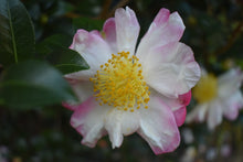 Camellia sasanqua 'Hinode-gumo'