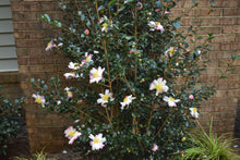 Camellia sasanqua 'Hinode-gumo'