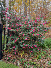 Camellia sasanqua 'Kanjiro'